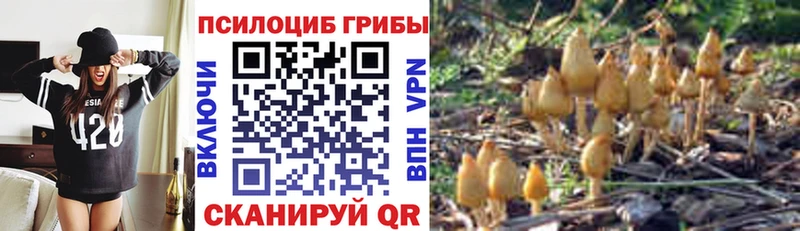 где можно купить наркотик  Чайковский  Псилоцибиновые грибы Psilocybine cubensis 